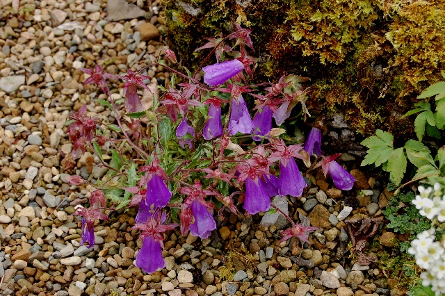 Symphyandra wanneri